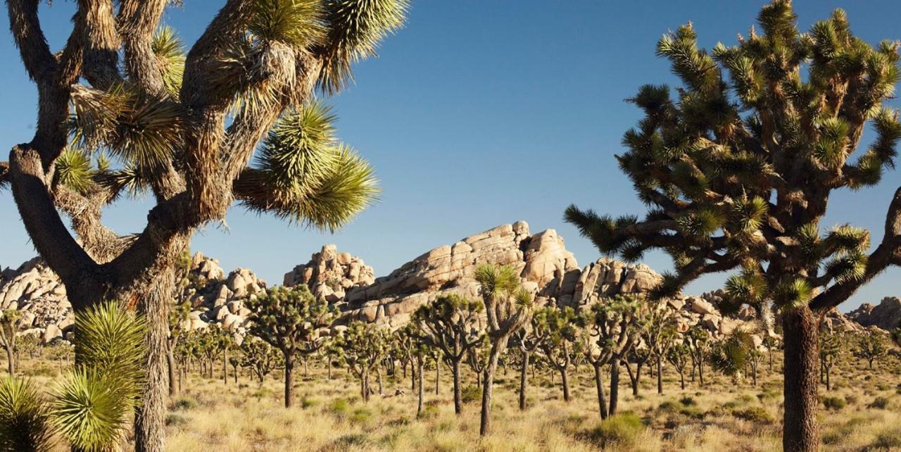 Casa De Frank Apartment Joshua Tree Bagian luar foto